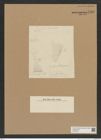 Diatomeae indet. Zeichnungen Sammlung Grunow Nr. 7583 (NHMW-BOT-W0376739)